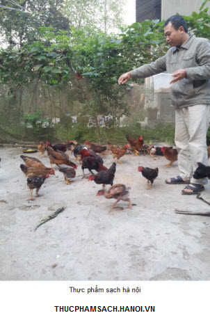 Gà ri nuôi tại đồi Ba Vì 